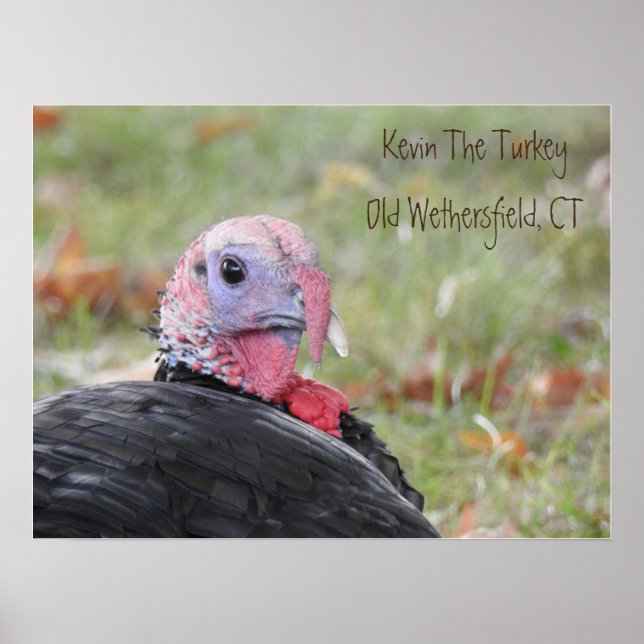 Kevin the Turkey - Old Wethersfield Poster (Vorne)