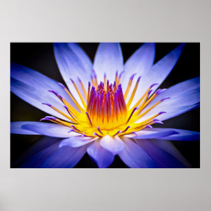 Kew Gardens Wasserlilie, London Poster