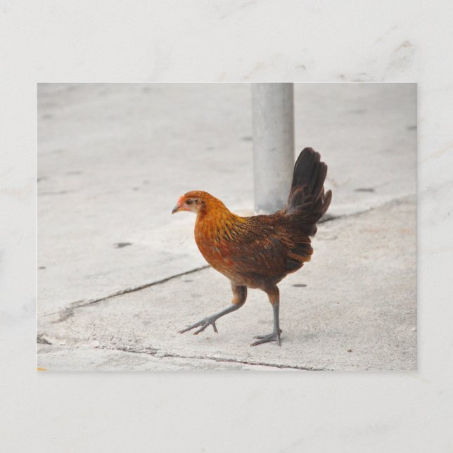 Key West Chicken - Sidewalk Florida Postkarte (Vorderseite)