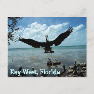 Key West Florida Pelican Wildlife Post Foto Postkarte