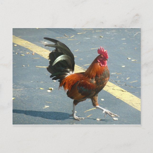 Key West-Huhn Postkarte (Vorderseite)
