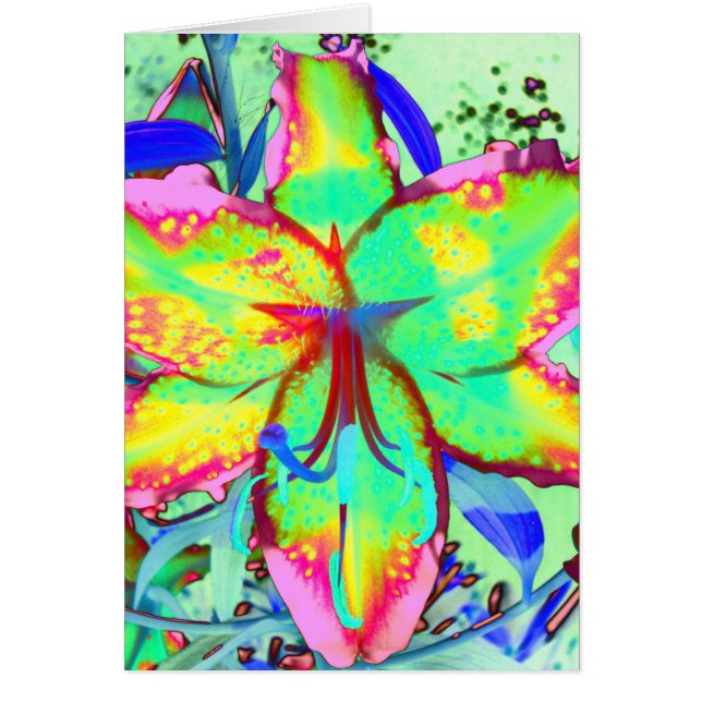 Key West Lily (Vorne)