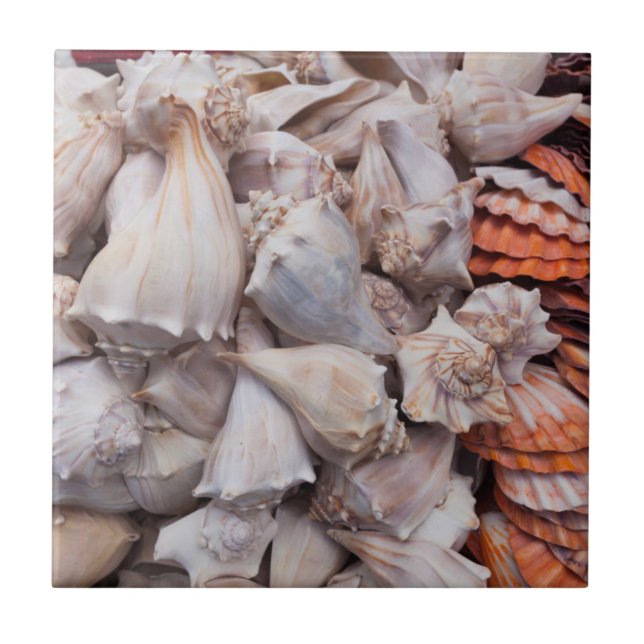 Key West, Muscheln Fliese (Vorderseite)