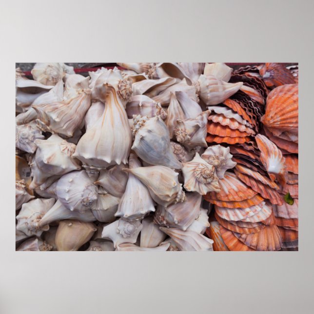 Key West, Muscheln Poster (Vorne)
