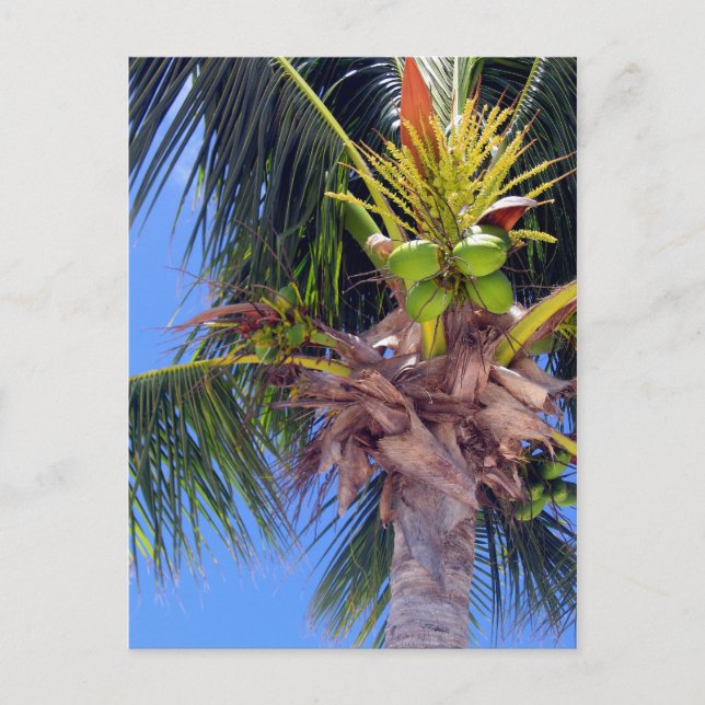 Key West Palm - Postkarte (Vorderseite)