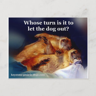 Keystone Prairie Hunde ließ das Hundememe heraus Postkarte