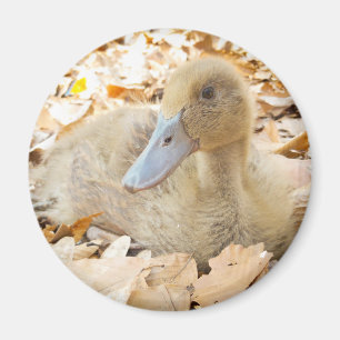 Khaki Campbell Duckling Kühlschrank Magnet
