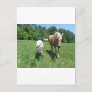 Khrysta, the Morgan horse, and Cash, the mini hors Postkarte