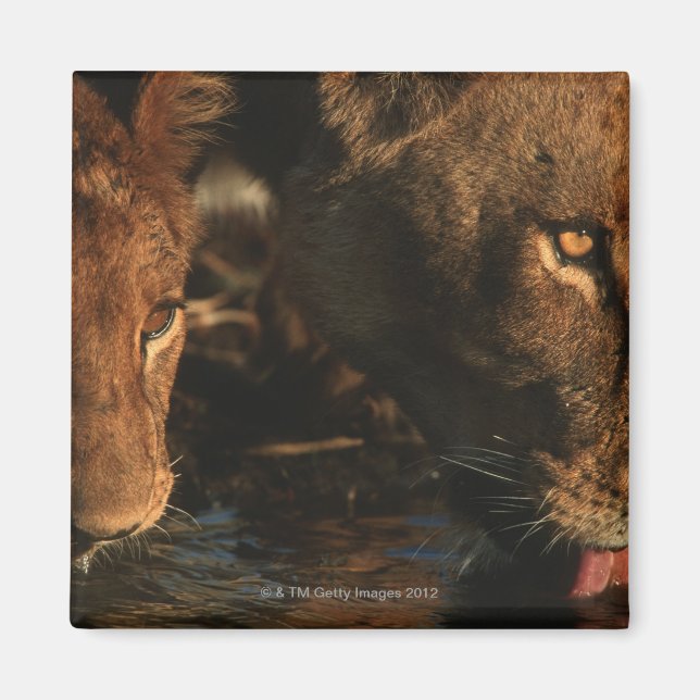 Khwai River, Moremi Wildlife Reserve, Botswana Magnet (Vorne)