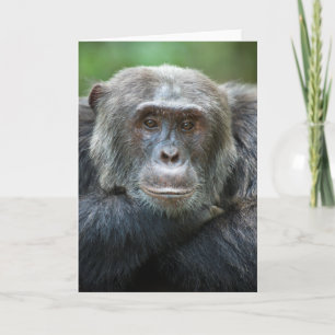 Kibale Chimpanzee Grußkarte - Männliches Portrait Karte