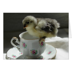 Kick on Teacup