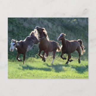Kickpferd Postkarte
