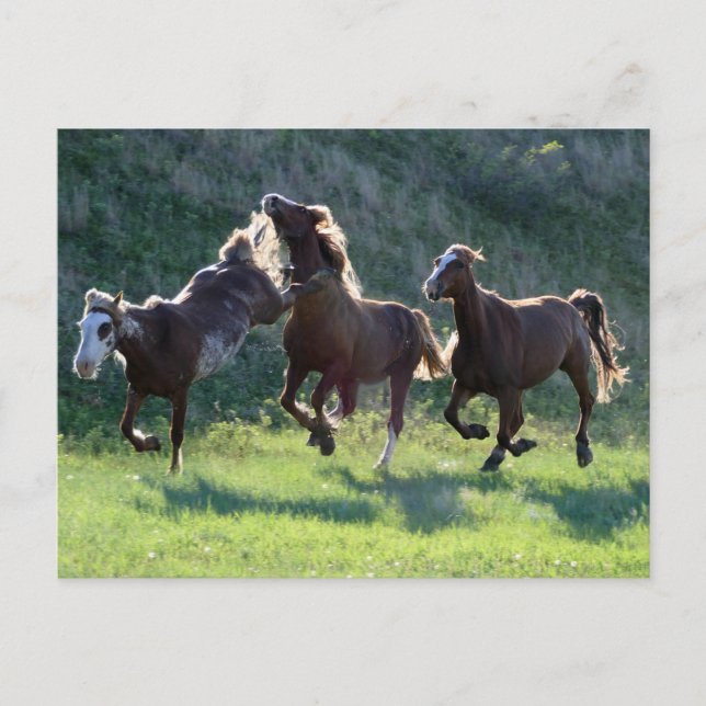 Kickpferd Postkarte (Vorderseite)