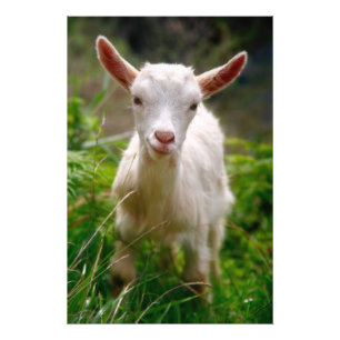 Kid Goat Fotodruck