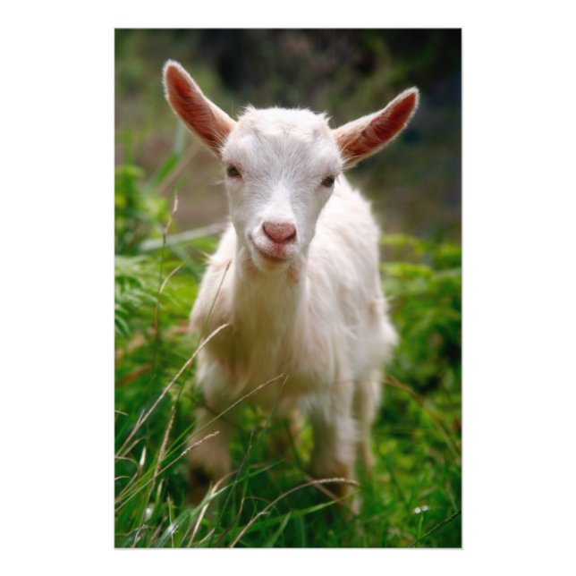 Kid Goat Fotodruck (Vorne)