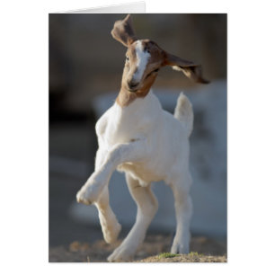 Kid Goat Playing