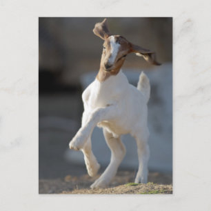 Kid Goat Playing Postkarte