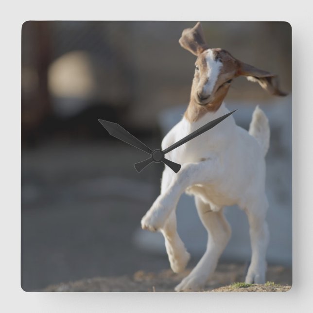 Kid Goat Playing Quadratische Wanduhr (Vorderseite)