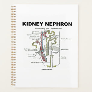 Kidney Nephron Gray's Anatomy-Lehrbuch Planer