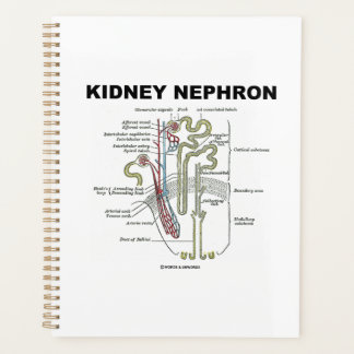 Kidney Nephron Gray's Anatomy-Lehrbuch Planer