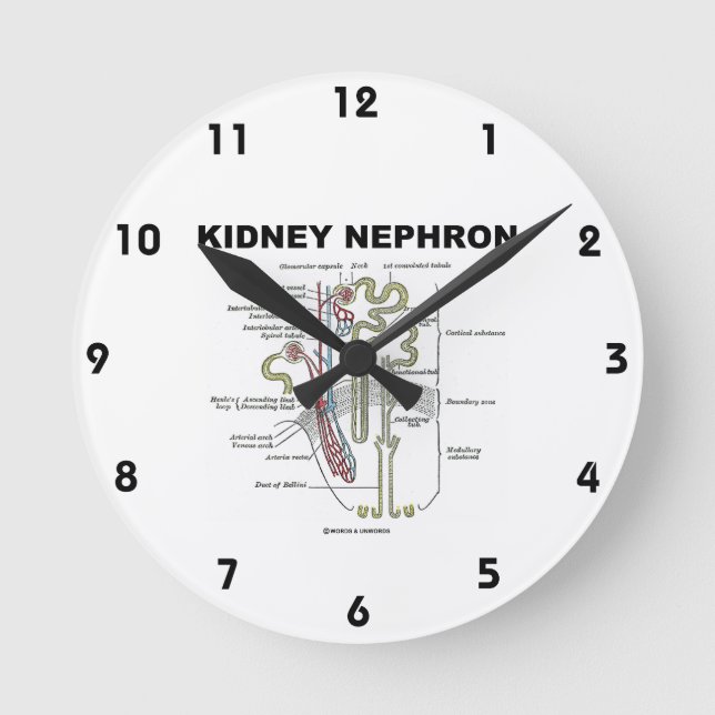 Kidney Nephron Gray's Anatomy-Lehrbuch  Runde Wanduhr (Vorderseite)