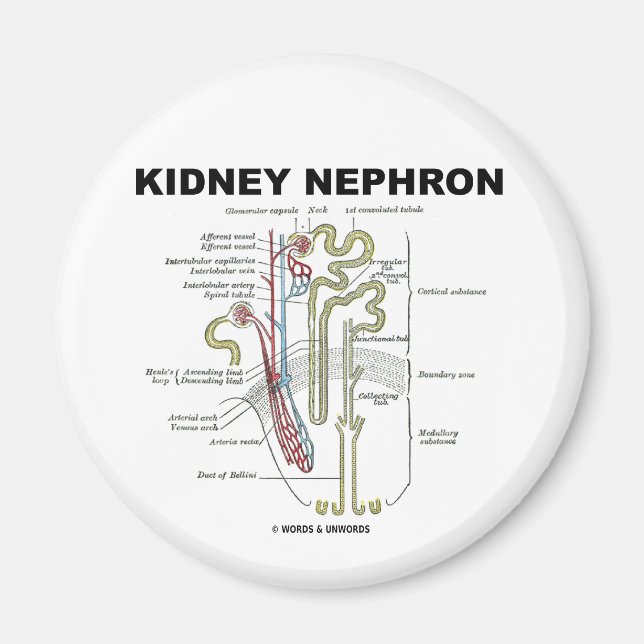Kidney Nephron Magnet (Vorne)