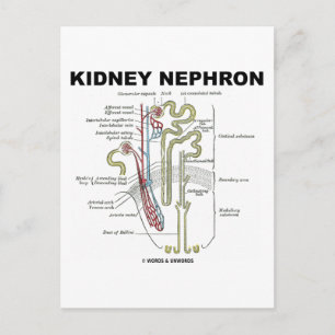 Kidney Nephron Postkarte