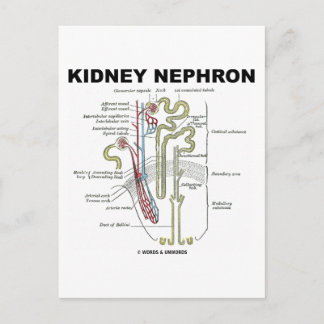 Kidney Nephron Postkarte