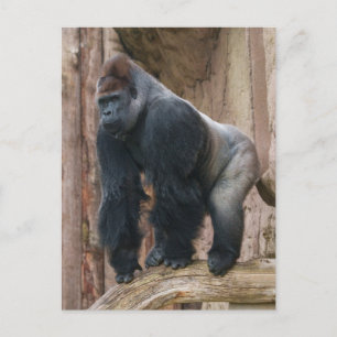 Kidogo the Silverback Strike a Pose on a Log Postkarte