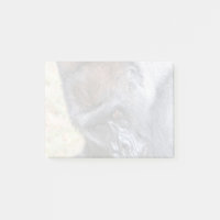 Kidogo (Willie B Jr.) im Zoo Atlanta