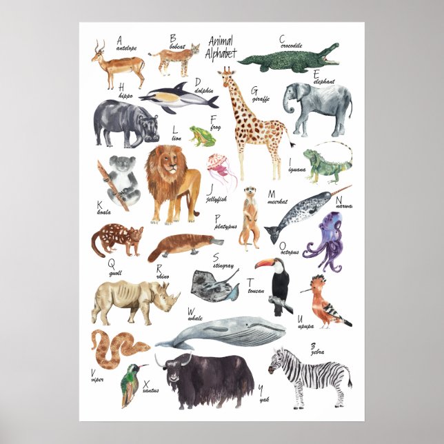 Kids Animal Alphabet Poster (Vorne)