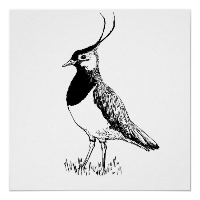 Kiebitz Monochrom-Druck Poster (Vorderseite)