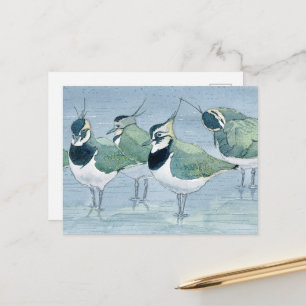 Kiebitz-Vogelliebhaber-Wildlife-Aquarell-Postkarte Postkarte