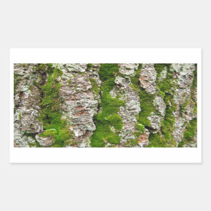 Kiefer-Barke mit Moos Rechteckiger Aufkleber