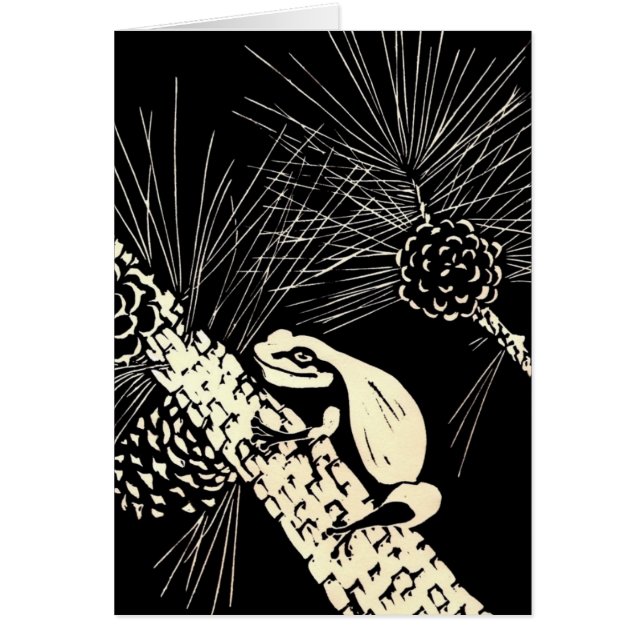 Kiefer barrens Baumfrosch (Vorne)