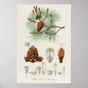 Kiefer (Pinus maritima) Poster