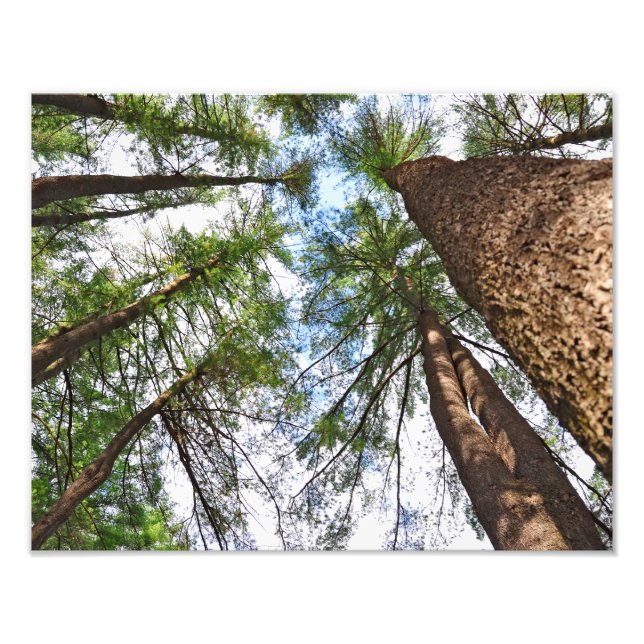 Kiefern in den Himmel Fotodruck (Vorne)