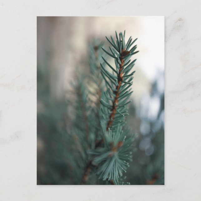 Kiefern Postkarte (Vorderseite)