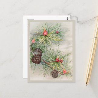 Kiefern und Blume Weihnachten Postkarte