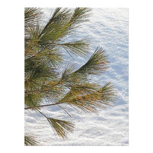 Kiefern und Schnee in Ottawa. Jetzt kaufen Fotodruck