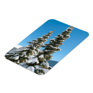Kiefern unter dem Schnee Magnet