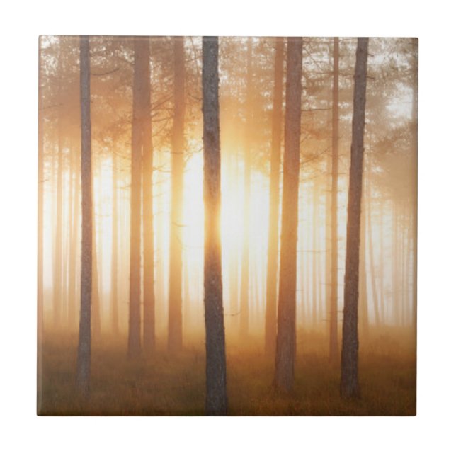 Kiefern-Waldlandschaft Fliese (Vorderseite)