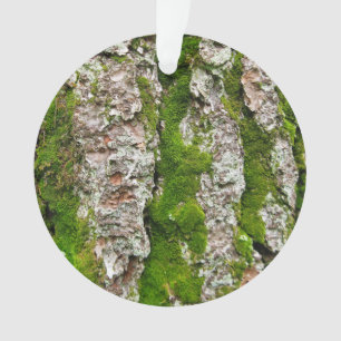 Kiefernbauch mit Moos Ornament