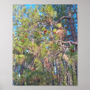 Kiefernbaum mit Kiefernzapfen-Plakat Poster