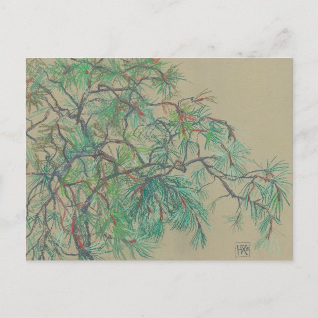 Kiefernbaum Postkarte (Vorderseite)