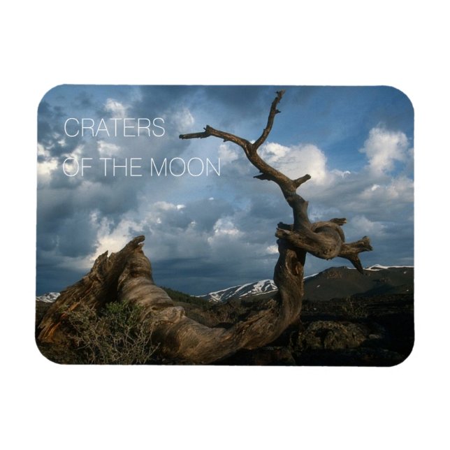 Kiefernfisch, Zackenbarsch, Zerrer des Mondes Magnet (Horizontal)