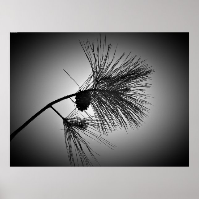 Kiefernkone am Zweig - Noir, Poster (Vorne)