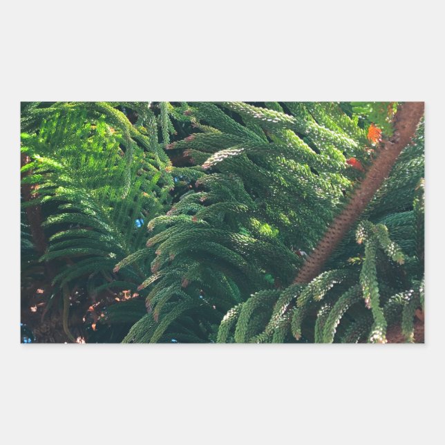 Kiefernkonifer Rechteckiger Aufkleber (Vorderseite)