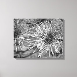 Kiefernnadeln mit Frostbedeckung Leinwanddruck