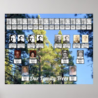 Kiefernwald Foto Zwei Familienstammbäume